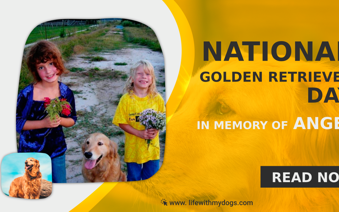 National Golden Retriever Day-In Memory of Angel