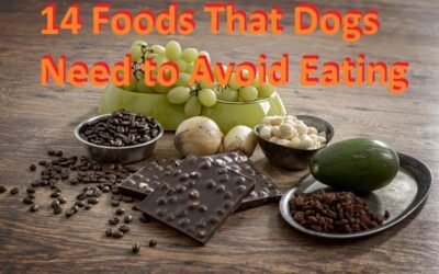 14 Foods That Dogs Need to Avoid Eating