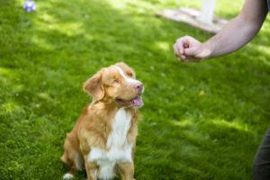 dog training with treats