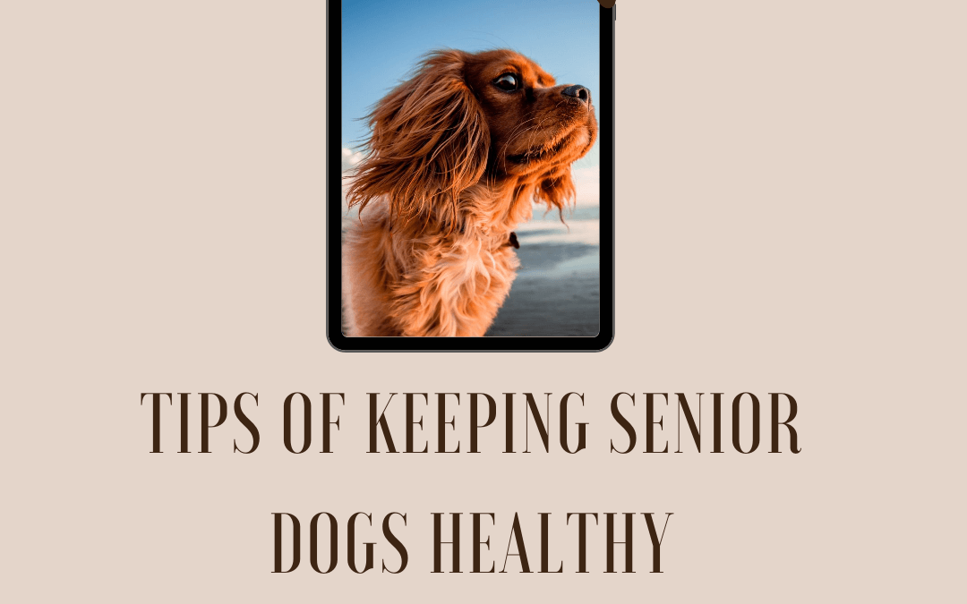 Tips of keeping senior dogs healthy