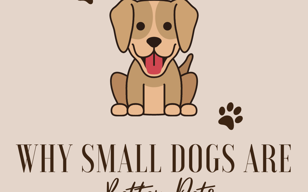 Why Small Dogs are Better pets