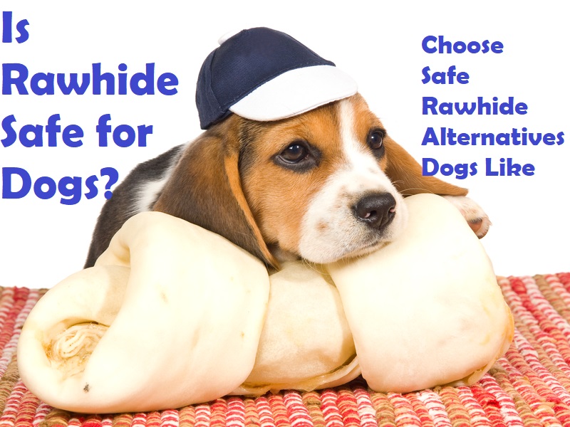Is Rawhide Safe For Dogs? Safe Rawhide Alternatives
