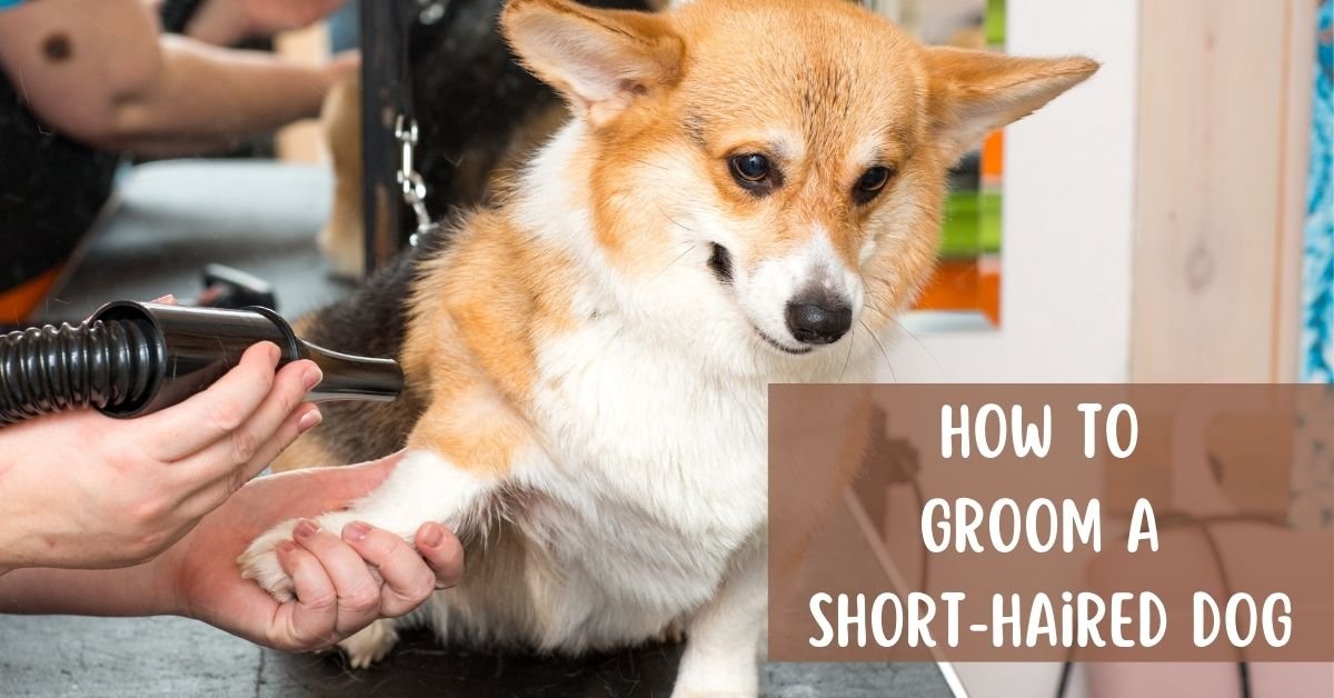 How to Groom a ShortHaired Dog Life With My Dogs