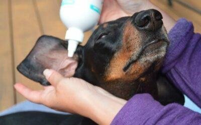 apply the cleaner to the ear