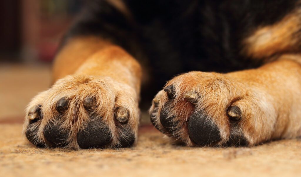 dog's paw