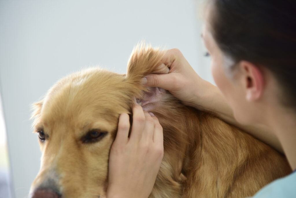 How to Safely Clean Your Dog's Ears - Life With My Dogs