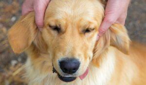 massage the base of the ear