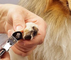 trim your dog's nails