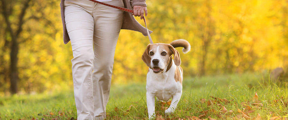 How to Properly Walk A Dog For Fun: 7 Easy Tips