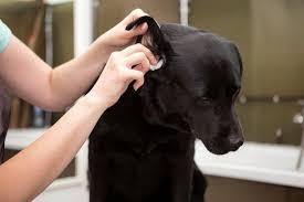 Safely Clean Your Dog's Ears