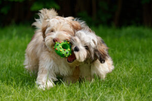 havanese are the best dog breeds allergy sufferers