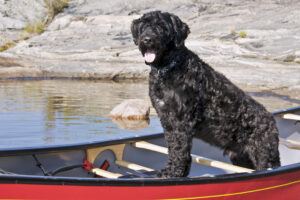 portuguese water dog can be the best dog breed for allergies