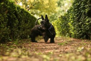 scottish terriers are the best dog breeds allergy sufferers