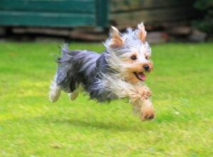 yorkshire terrier could be the best dog breed for allergies