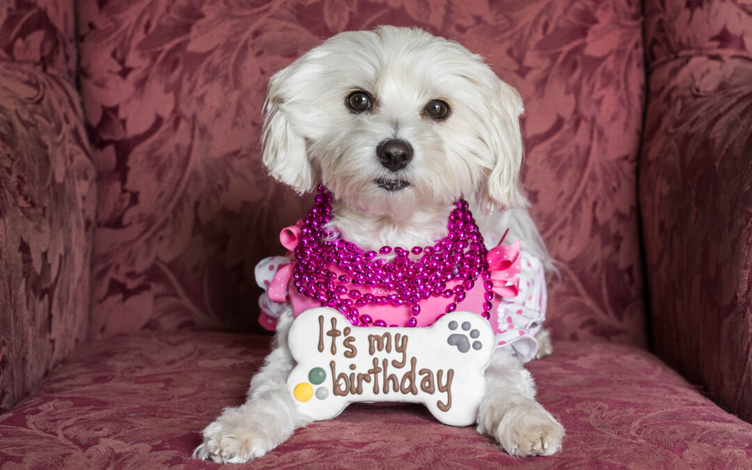 puppy dog birthday party ideas