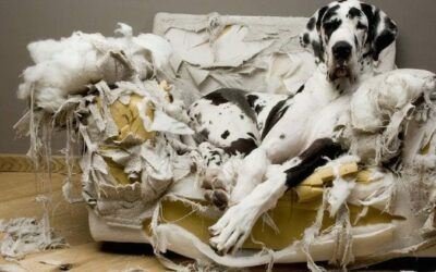 dog destroying your home