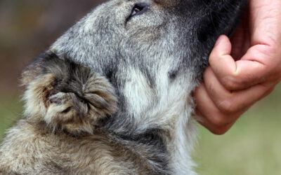 why dogs are best friends of humans