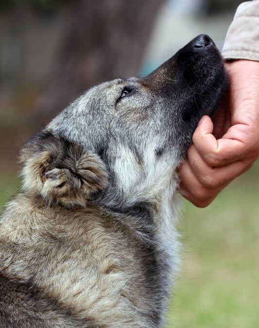 why dogs are best friends of humans