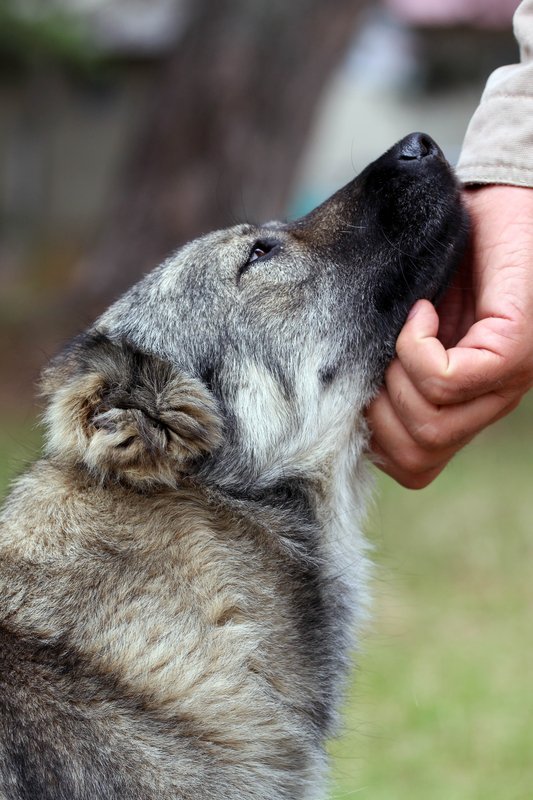 why dogs are best friends of humans