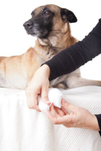 pet first aid tips