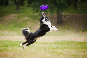 fun tricks to teach your dog