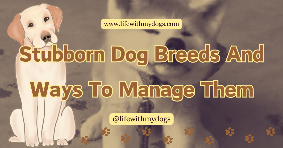 Stubborn Dog Breeds And Ways To Manage Them