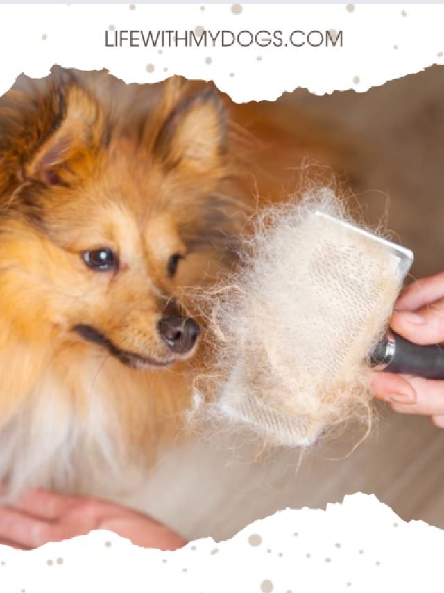 All about shedding hair of dogs