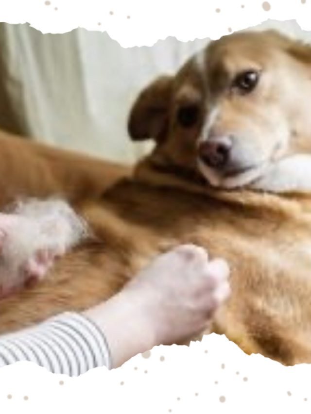 LINE BRUSHING YOUR DOG FOR A
 BEAUTIFUL COAT