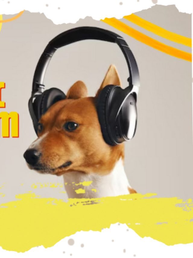 Perfect Music to Calm Dogs : Guide and Tips