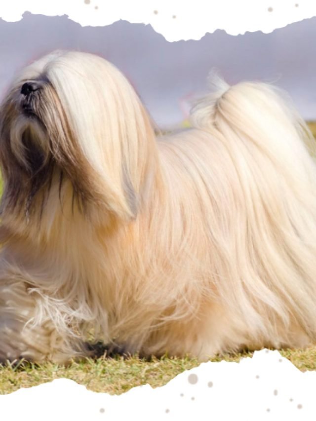 Charming Companions: The Lhasa Apso Breed Unveiled