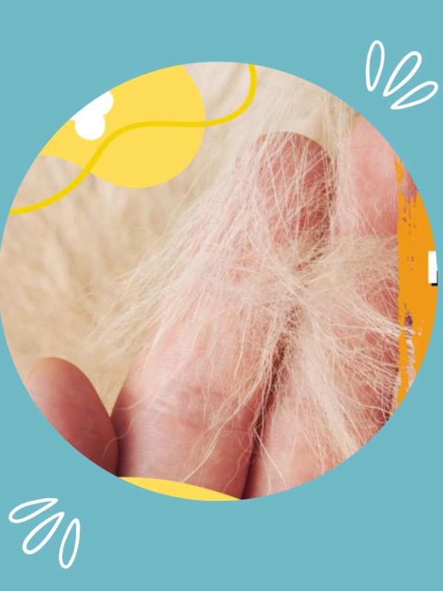 How to Reduce Pet Dander Especially for Dogs