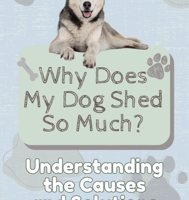 Why Does My Dog Shed So Much? Understanding the Causes and Solutions