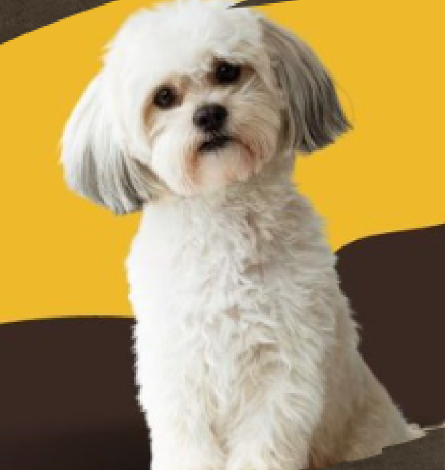 SHIH TZU COMPANIONS: EVERYTHING YOU NEED TO KNOW