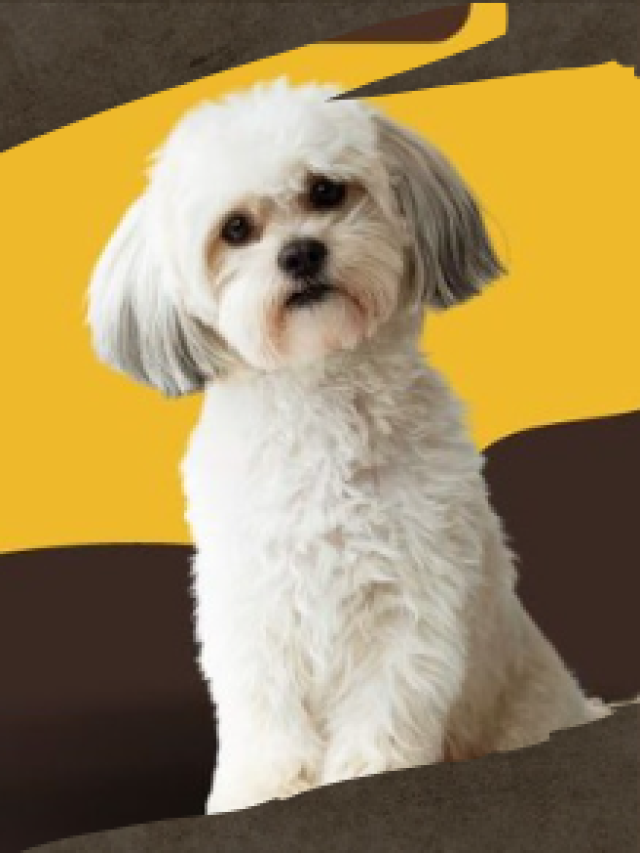 SHIH TZU COMPANIONS: EVERYTHING YOU NEED TO KNOW