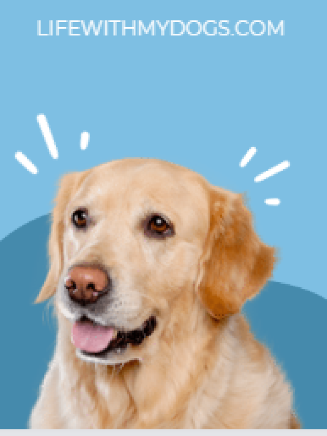 ALL ABOUT LABRADOR RETRIEVER: A COMPREHENSIVE GUIDE