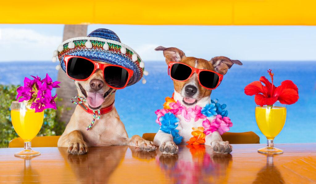 dogs having vacation
