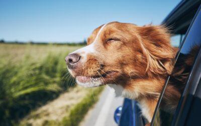 dog travel by car for vacation