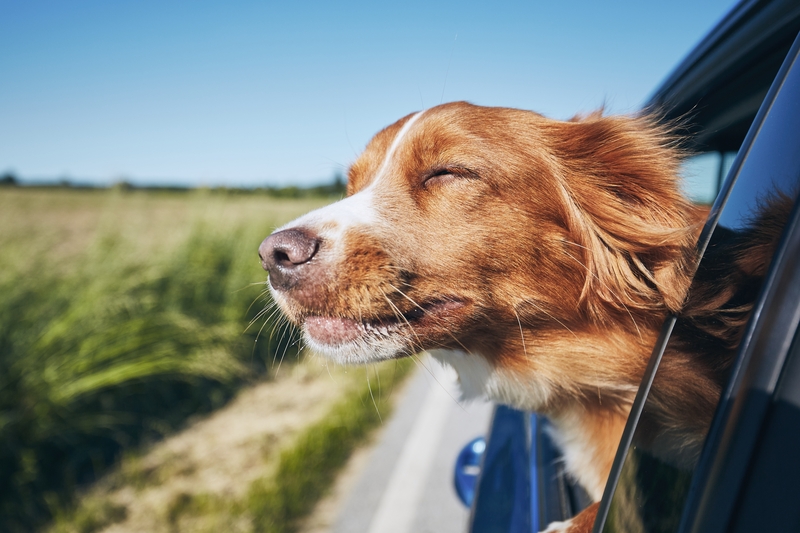 dog travel by car for vacation