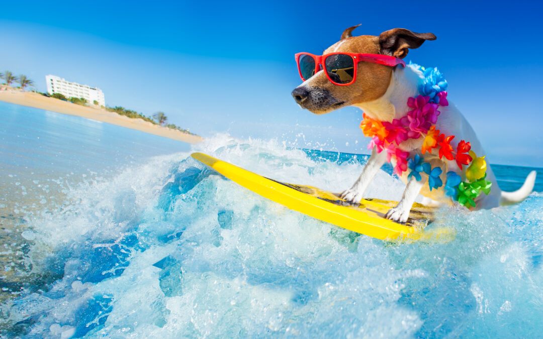 Dog Friendly Beaches In Florida For Your Canine