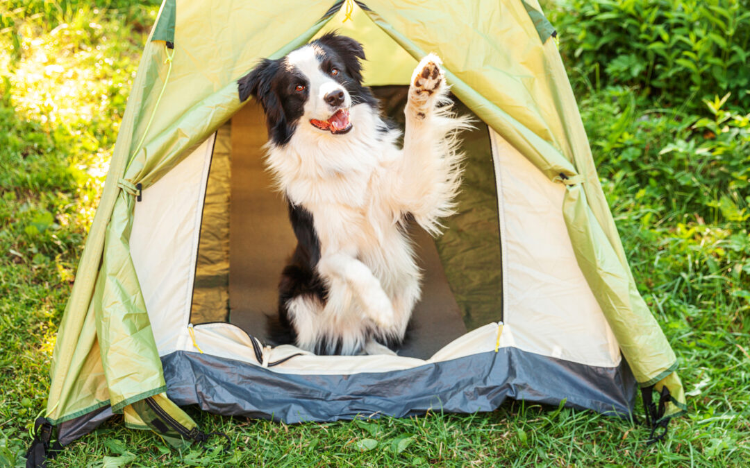 florida dog friendly campsites