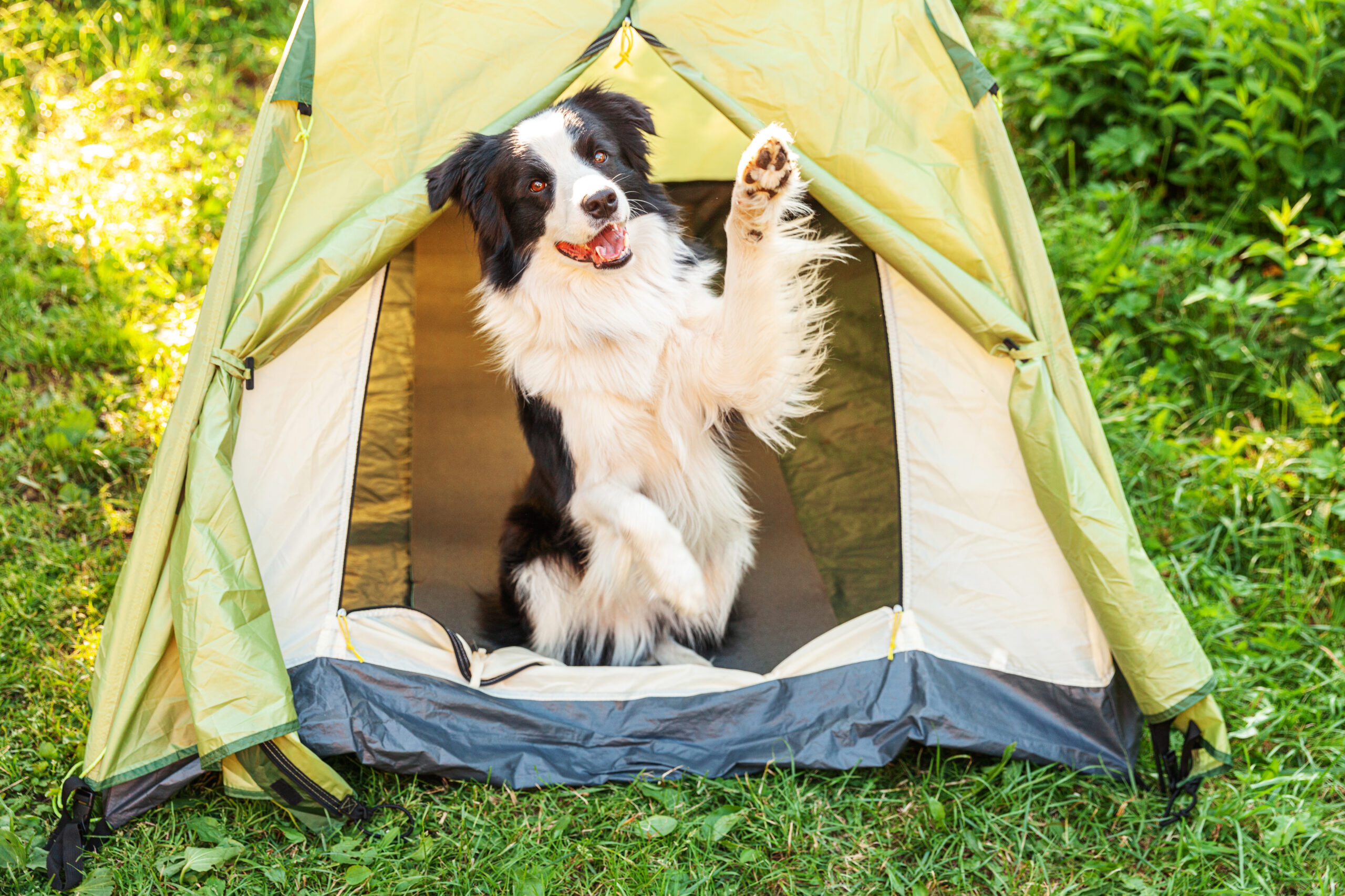 Take your dog camping
