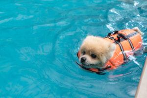 life vests for dogs