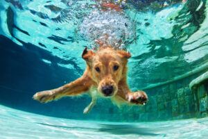 dog swimming pool