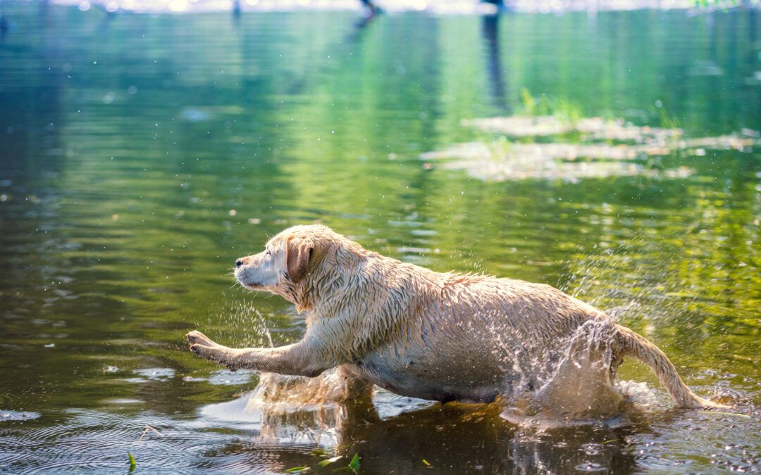 Safety Tips For Dogs Swimming, Practical