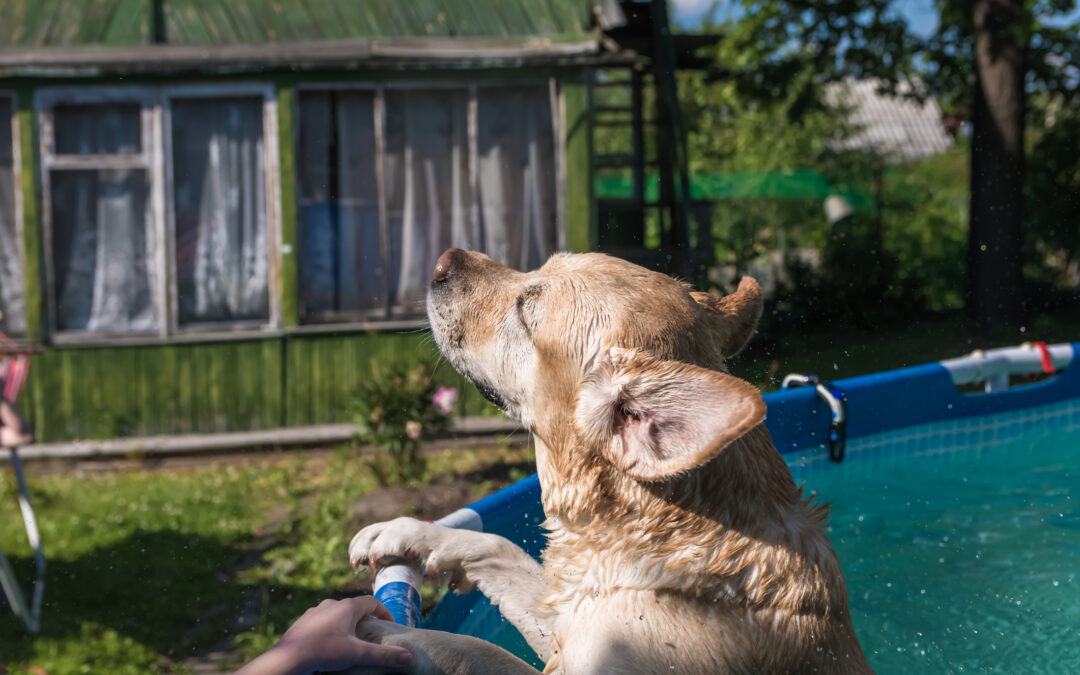 Dog Swimming Pool Ownership Tips