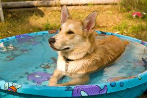 keeping your dog cool