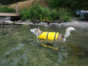 dog life vests