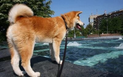 keeping your dog cool