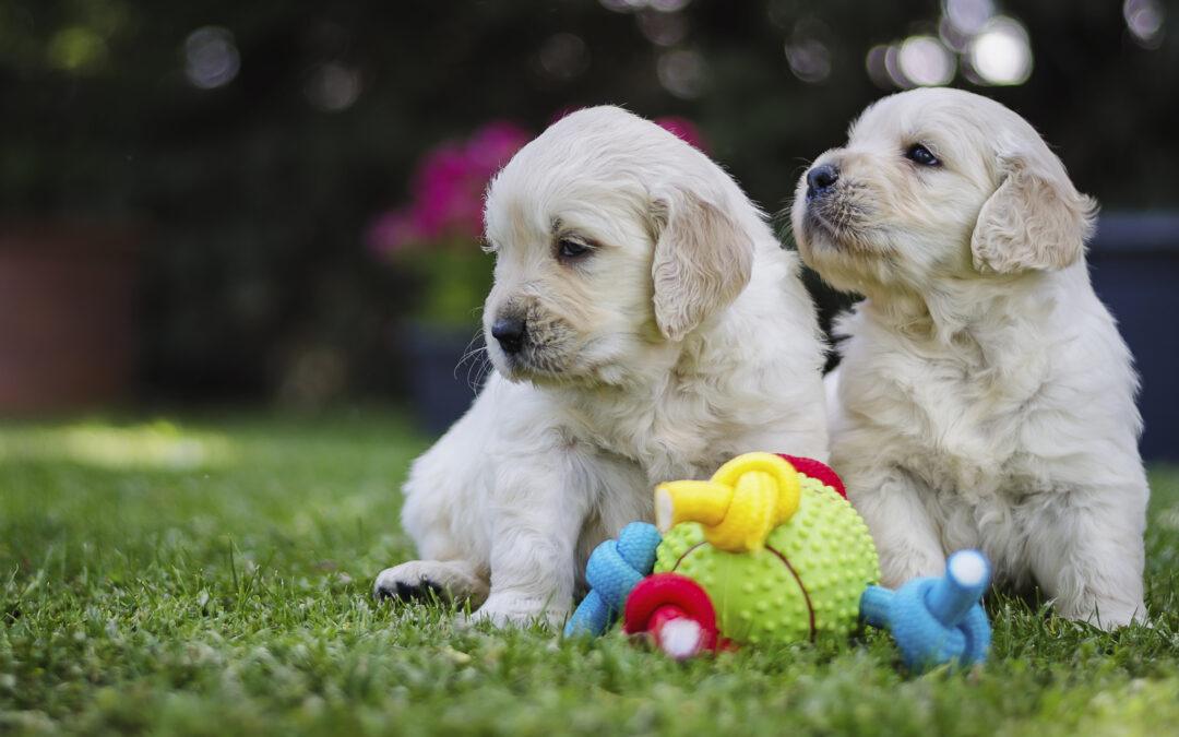 toys for puppies