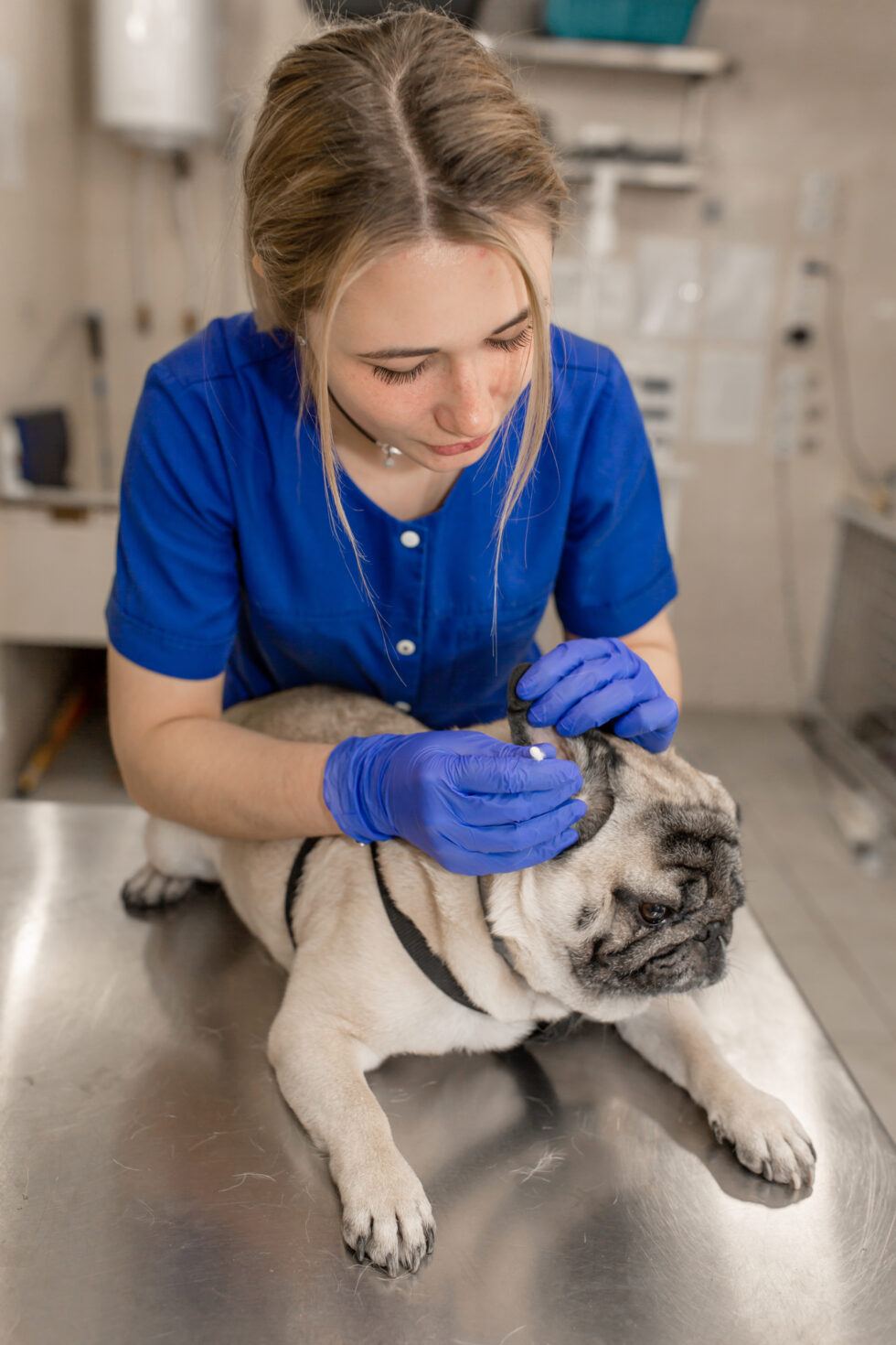 clean-dog-ears-matter-a-lot-life-with-my-dogs